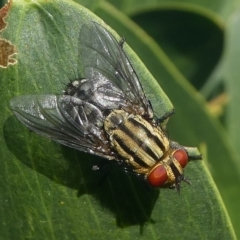 Sarcophagidae sp. (family) (Unidentified flesh fly) at Undefined, NSW - 22 Mar 2019 by HarveyPerkins