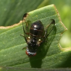 Platystomatidae (family) (Unidentified signal fly) at Undefined, NSW - 23 Mar 2019 by HarveyPerkins