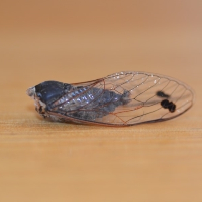 Galanga labeculata (Double-spotted cicada) at Wamboin, NSW - 23 Dec 2018 by natureguy