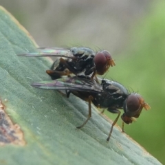 Sepsidae (family) (Ant fly) at Undefined, NSW - 23 Mar 2019 by HarveyPerkins