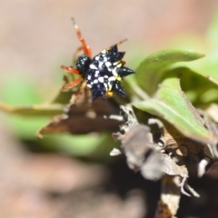 Austracantha minax (Christmas Spider, Jewel Spider) at Wamboin, NSW - 23 Dec 2018 by natureguy