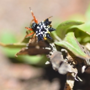 Austracantha minax at Wamboin, NSW - 23 Dec 2018