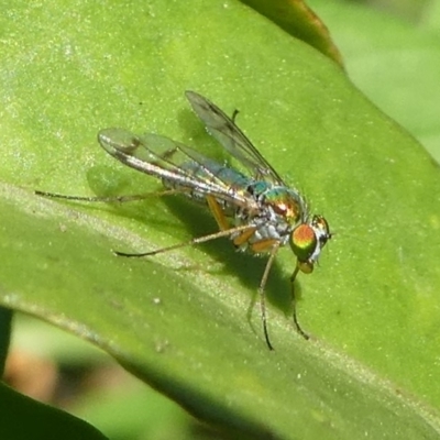 Dolichopodidae (family) (Unidentified Long-legged fly) at Undefined, NSW - 26 Mar 2019 by HarveyPerkins