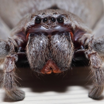 Isopeda sp. (genus) (Huntsman Spider) at Evatt, ACT - 9 Oct 2017 by TimL