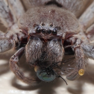 Isopeda sp. (genus) at Evatt, ACT - 9 Oct 2017 02:39 PM