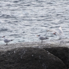 Hydroprogne caspia (Caspian Tern) at Undefined, NSW - 19 Mar 2019 by HarveyPerkins