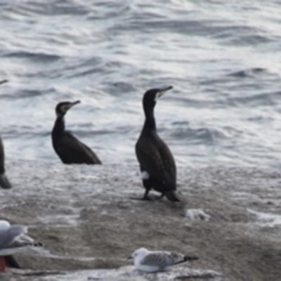 Phalacrocorax carbo (Great Cormorant) at Undefined, NSW - 19 Mar 2019 by HarveyPerkins