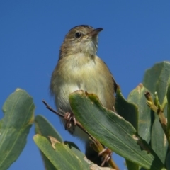 Cisticola exilis (Golden-headed Cisticola) at Undefined, NSW - 22 Mar 2019 by HarveyPerkins