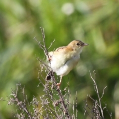 Cisticola exilis (Golden-headed Cisticola) at Undefined, NSW - 22 Mar 2019 by HarveyPerkins