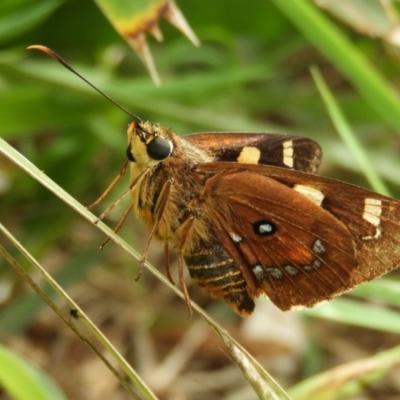 Trapezites symmomus (Splendid Ochre) at Guerilla Bay, NSW - 18 Apr 2019 by Christine