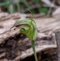 Diplodium atrans at Wyanbene, NSW - 22 Apr 2019