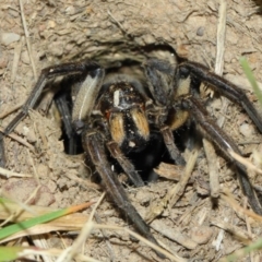 Tasmanicosa sp. (genus) at Evatt, ACT - 5 Oct 2017