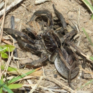 Tasmanicosa sp. (genus) at Evatt, ACT - 5 Oct 2017