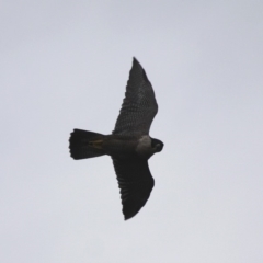 Falco peregrinus (Peregrine Falcon) at Narooma, NSW - 25 Mar 2019 by HarveyPerkins