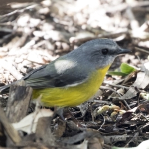 Eopsaltria australis at Acton, ACT - 18 Apr 2019