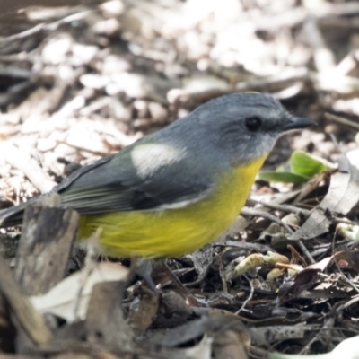 Eopsaltria australis (Eastern Yellow Robin) at Acton, ACT - 18 Apr 2019 by Alison Milton