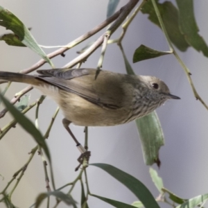 Acanthiza pusilla at Acton, ACT - 18 Apr 2019