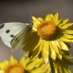 Pieris rapae (Cabbage White) at ANBG - 18 Apr 2019 by AlisonMilton