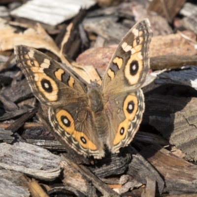 Junonia villida (Meadow Argus) at Acton, ACT - 18 Apr 2019 by AlisonMilton