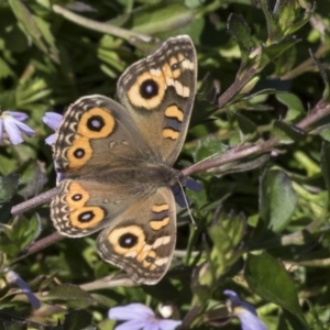 Junonia villida at Acton, ACT - 18 Apr 2019