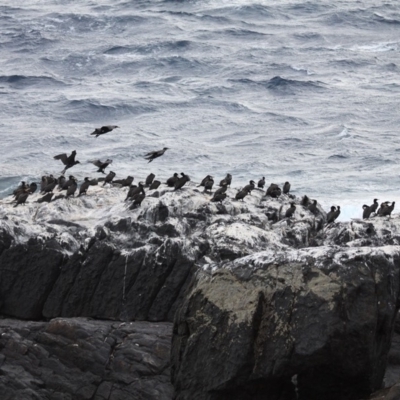 Phalacrocorax carbo (Great Cormorant) at Undefined, NSW - 25 Mar 2019 by HarveyPerkins