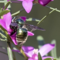 Xylocopa (Lestis) aerata (Golden-Green Carpenter Bee) at Acton, ACT - 18 Apr 2019 by AlisonMilton