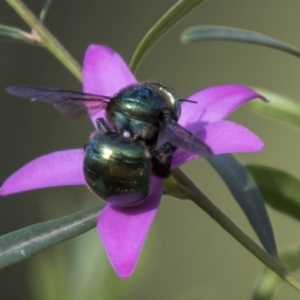 Xylocopa (Lestis) aerata at Acton, ACT - 18 Apr 2019