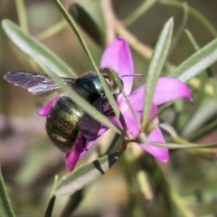 Xylocopa (Lestis) aerata at Acton, ACT - 18 Apr 2019