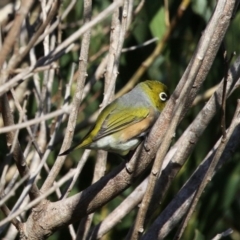 Zosterops lateralis (Silvereye) at Undefined, NSW - 26 Mar 2019 by HarveyPerkins