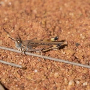 Urnisa guttulosa at Hackett, ACT - 18 Apr 2019