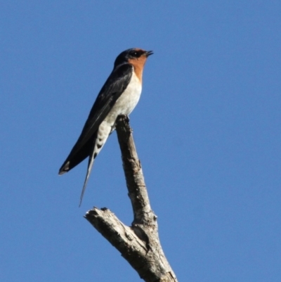 Hirundo neoxena (Welcome Swallow) at Undefined, NSW - 26 Mar 2019 by HarveyPerkins