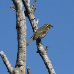 Caligavis chrysops (Yellow-faced Honeyeater) at Undefined, NSW - 26 Mar 2019 by HarveyPerkins