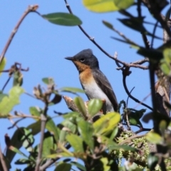 Myiagra rubecula (Leaden Flycatcher) at Undefined, NSW - 26 Mar 2019 by HarveyPerkins