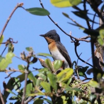 Myiagra rubecula (Leaden Flycatcher) at Undefined, NSW - 26 Mar 2019 by HarveyPerkins