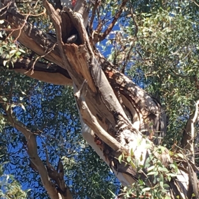 Callocephalon fimbriatum (Gang-gang Cockatoo) at GG229 - 21 Apr 2019 by KL