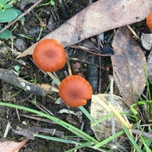 Laccaria sp. at Deakin, ACT - 22 Apr 2019 10:11 AM