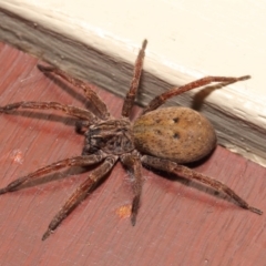 Mituliodon tarantulinus at Evatt, ACT - 11 Oct 2017