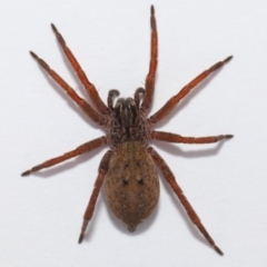 Mituliodon tarantulinus at Evatt, ACT - 11 Oct 2017