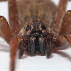 Mituliodon tarantulinus at Evatt, ACT - 11 Oct 2017