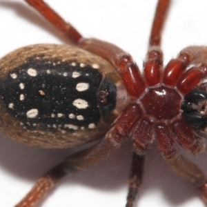 Mituliodon tarantulinus at Evatt, ACT - 11 Oct 2017