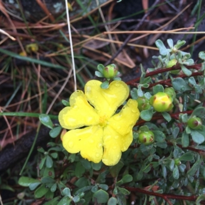 Hibbertia obtusifolia (Grey Guinea-flower) at Stromlo, ACT - 22 Apr 2019 by KL