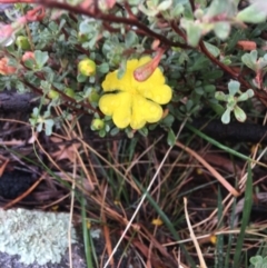 Hibbertia obtusifolia at Stromlo, ACT - 22 Apr 2019 04:20 PM