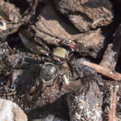 Pogonortalis doclea (Boatman fly) at Acton, ACT - 18 Apr 2019 by AlisonMilton