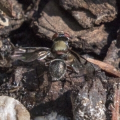 Pogonortalis doclea at Acton, ACT - 18 Apr 2019