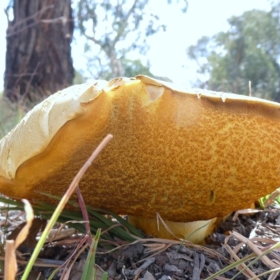 Phlebopus marginatus (Giant Bolete) at Theodore, ACT - 22 Apr 2019 by Owen