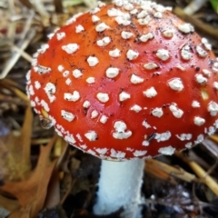 Amanita muscaria (Fly Agaric) at Macquarie, ACT - 21 Apr 2019 by Monash21