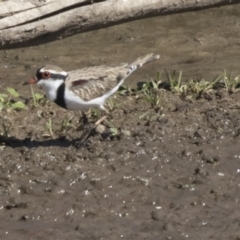 Charadrius melanops (Black-fronted Dotterel) at Fyshwick, ACT - 16 Apr 2019 by Alison Milton