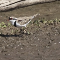 Charadrius melanops (Black-fronted Dotterel) at Fyshwick, ACT - 16 Apr 2019 by AlisonMilton