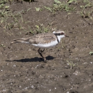 Charadrius melanops at Fyshwick, ACT - 16 Apr 2019