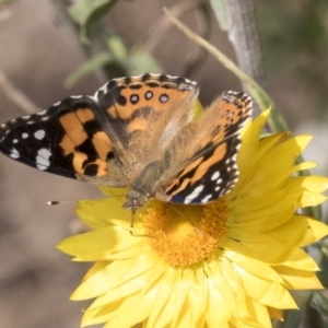 Vanessa kershawi at Acton, ACT - 14 Apr 2019 12:20 PM